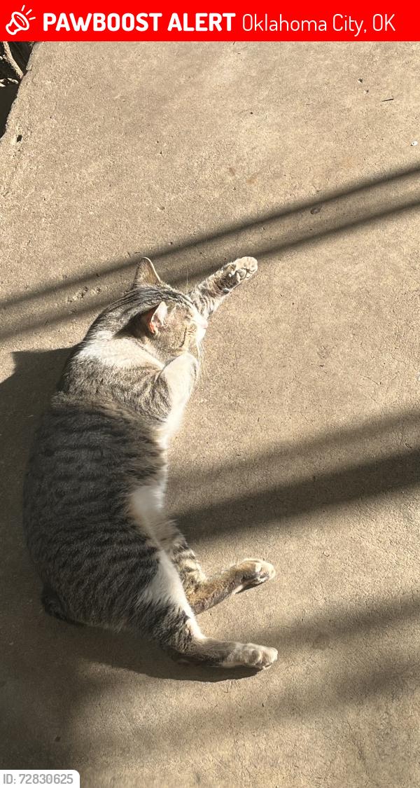 Lost Male Cat last seen Nw 21st st Warren, Oklahoma City, OK 73107