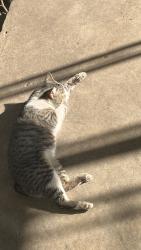 Lost Male Cat last seen Nw 21st st Warren, Oklahoma City, OK 73107