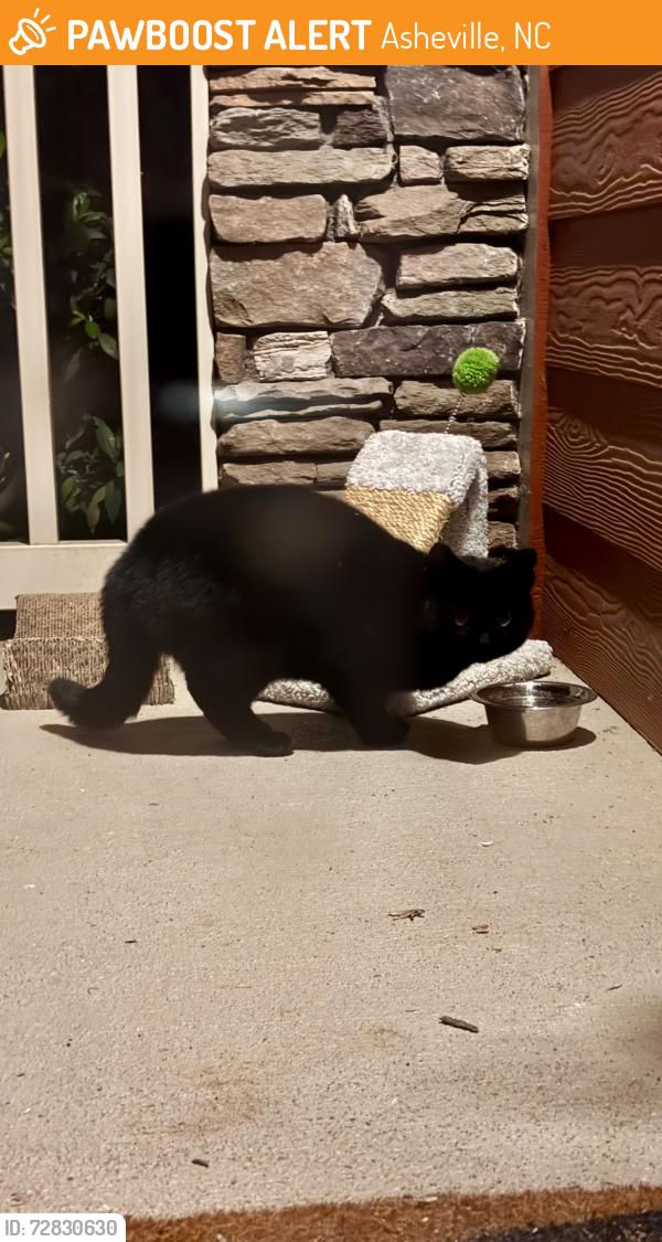 Found/Stray Unknown Cat last seen Retreat at Hunt Hill apmts, Asheville, NC 28801