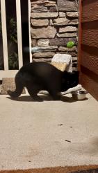 Found/Stray Unknown Cat last seen Retreat at Hunt Hill apmts, Asheville, NC 28801