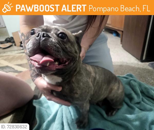 Found/Stray Female Dog last seen La Lupe Mexican restaurant plaza , Pompano Beach, FL 33060