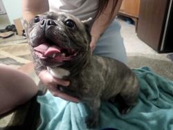 Found/Stray Female Dog last seen La Lupe Mexican restaurant plaza , Pompano Beach, FL 33060