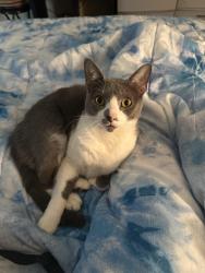 Lost Male Cat last seen Fuqua, Allison Rd, Houston, TX 77048