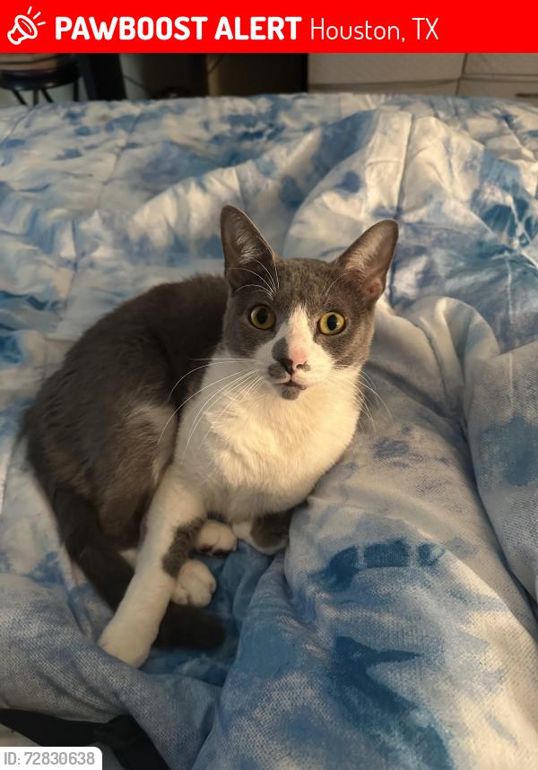 Lost Male Cat last seen Fuqua, Allison Rd, Houston, TX 77048