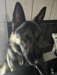 Found/Stray Male Dog last seen Reliance Dr, Bakersfield, CA 93313