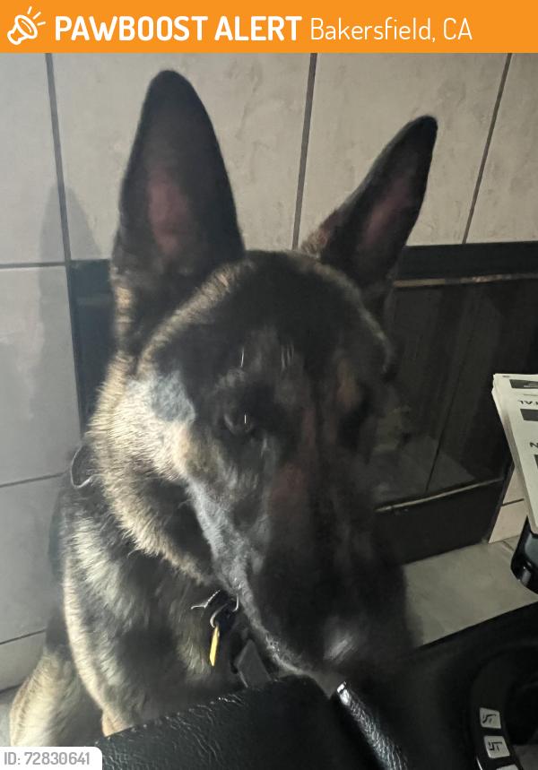 Found/Stray Male Dog last seen Reliance Dr, Bakersfield, CA 93313