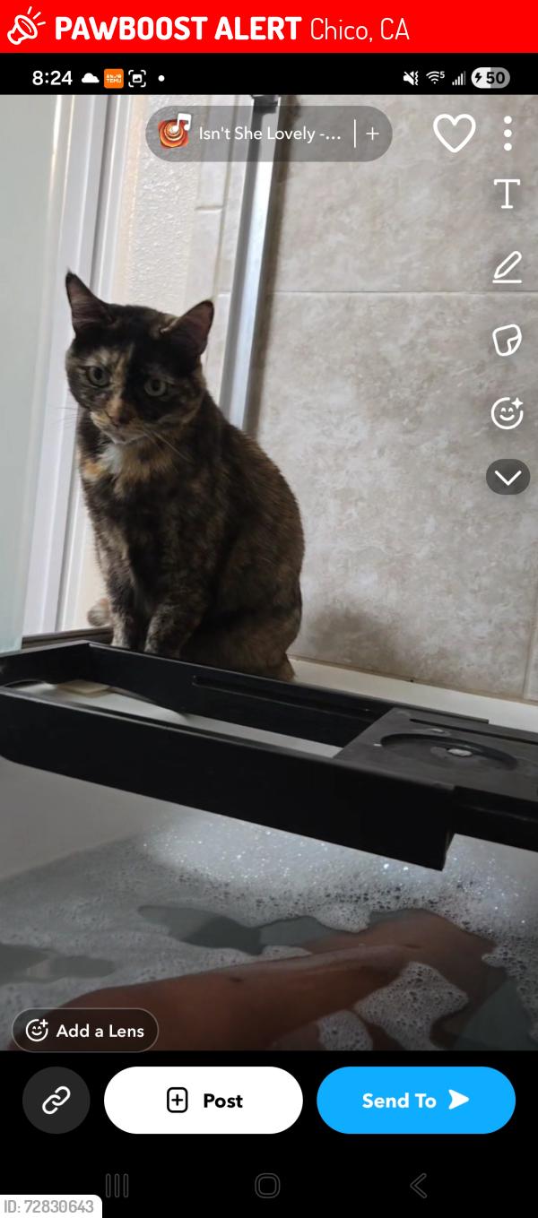 Lost Female Cat last seen Pv high school, Chico, CA 95973