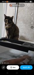 Lost Female Cat last seen Pv high school, Chico, CA 95973