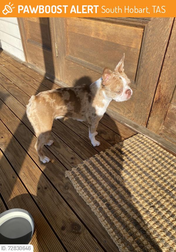 Found/Stray Unknown Dog last seen Huon road , South Hobart, TAS 7004