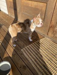 Found/Stray Unknown Dog last seen Huon road , South Hobart, TAS 7004