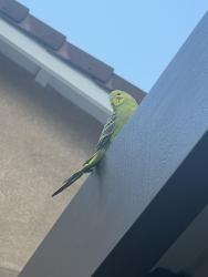 Found/Stray Unknown Bird last seen West Liberty Parkway and Day Canyon, Fontana, CA 92336