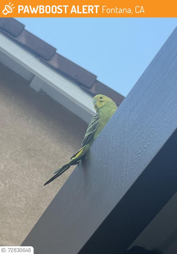 Found/Stray Unknown Bird last seen West Liberty Parkway and Day Canyon, Fontana, CA 92336