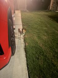 Found/Stray Male Dog last seen Skipping stone, San Marcos, TX 78666