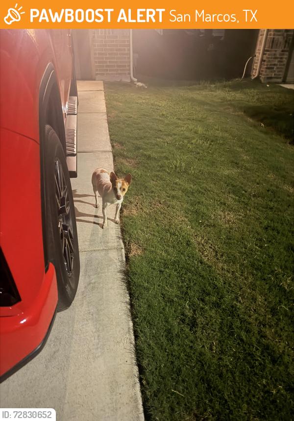 Found/Stray Male Dog last seen Skipping stone, San Marcos, TX 78666