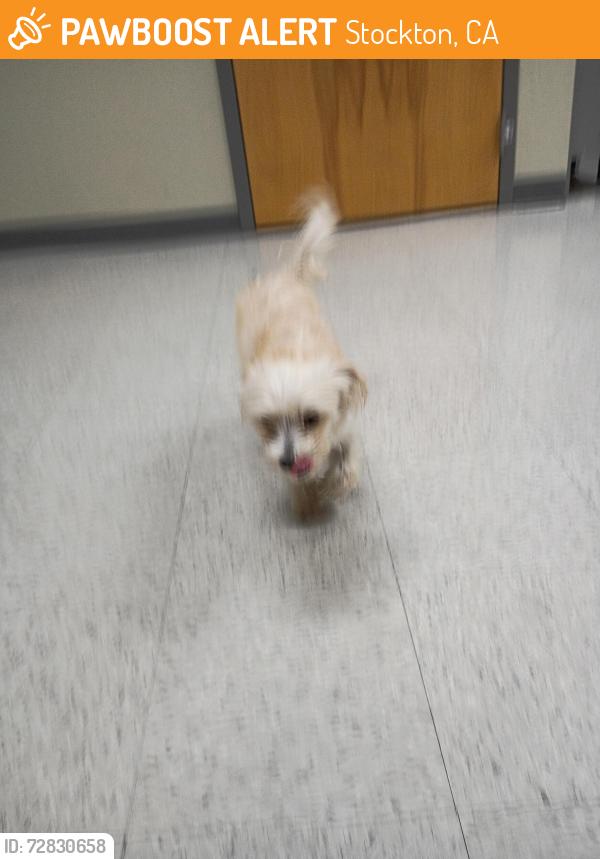 Found/Stray Male Dog last seen Alpine avenue and West Lane in Stockton California, Stockton, CA 95204