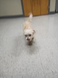 Found/Stray Male Dog last seen Alpine avenue and West Lane in Stockton California, Stockton, CA 95204