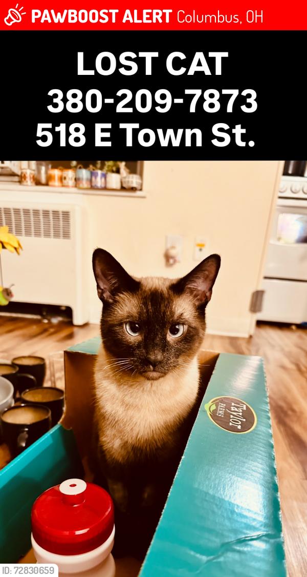 Lost Male Cat last seen Near e town st, Columbus, OH 43215