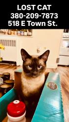 Lost Male Cat last seen Near e town st, Columbus, OH 43215