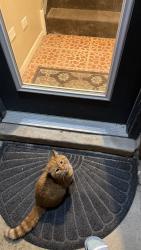 Found/Stray Male Cat last seen Bloomingdale Ave and Artesian, just off the 606 trail., Chicago, IL 60647