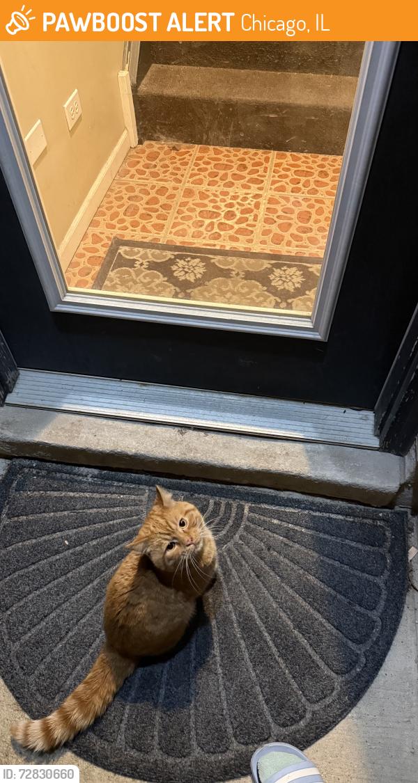 Found/Stray Male Cat last seen Bloomingdale Ave and Artesian, just off the 606 trail., Chicago, IL 60647