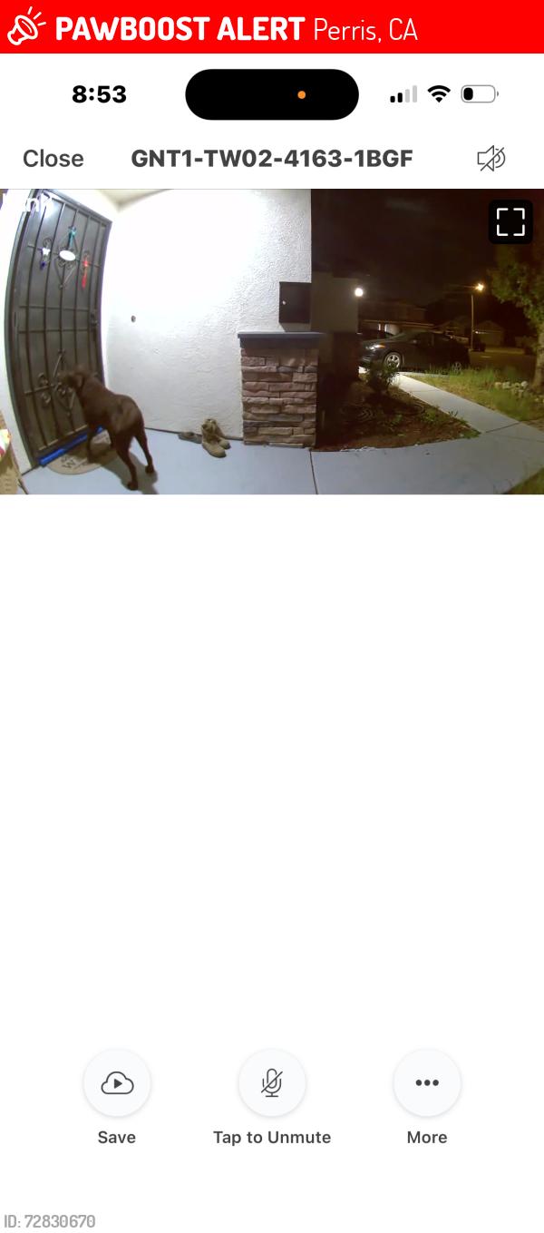 Lost Male Dog last seen Lilac ridge st, Perris, CA 92571