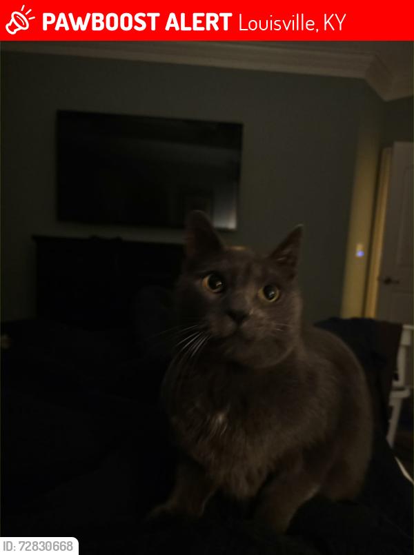 Lost Male Cat last seen By the shut down restaurant , Louisville, KY 40291