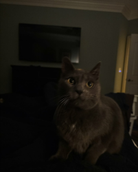 Lost Male Cat last seen By the shut down restaurant , Louisville, KY 40291
