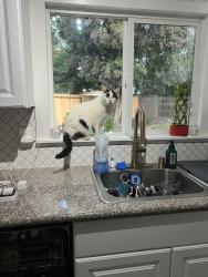 Lost Male Cat last seen Alexandria Pl and Douglas , Stockton, CA 95207
