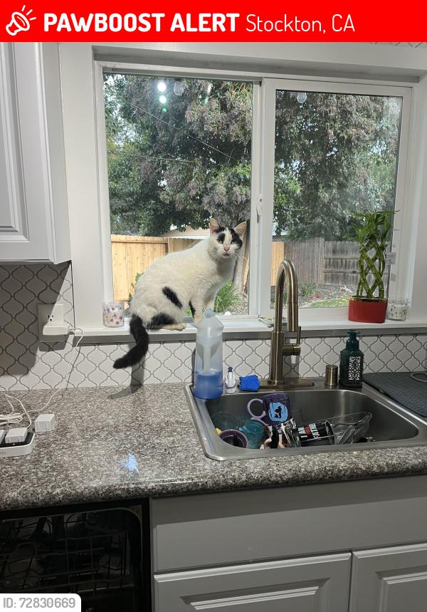 Lost Male Cat last seen Alexandria Pl and Douglas , Stockton, CA 95207