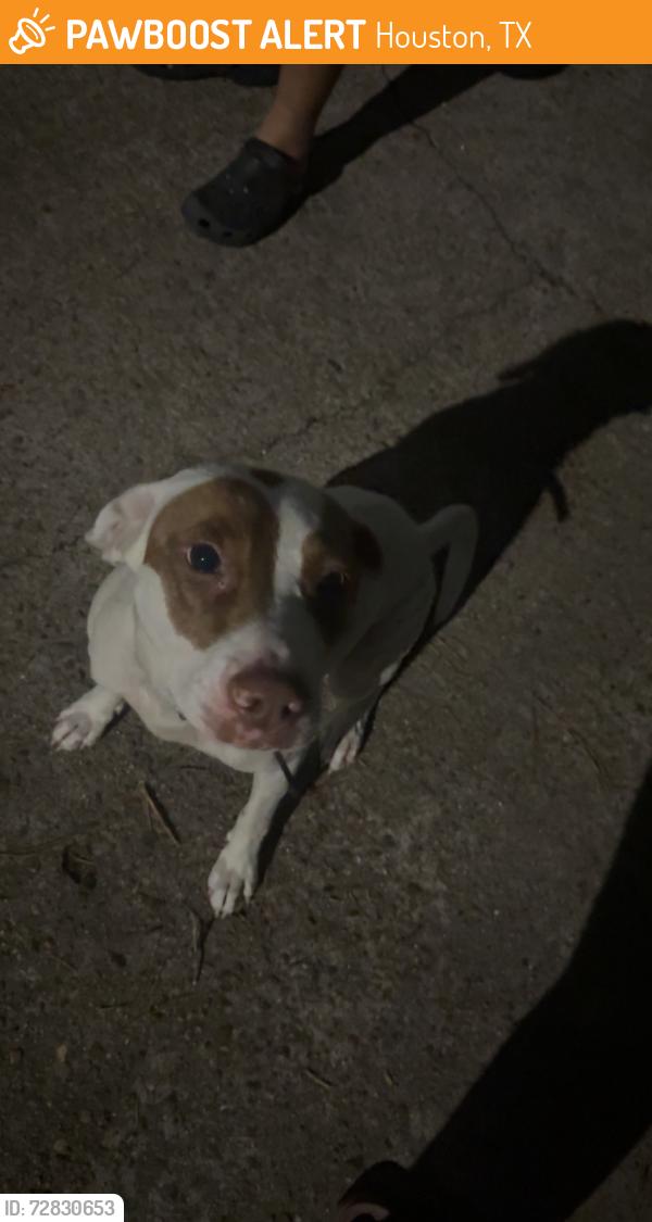 Found/Stray Female Dog last seen Near rocktree Dr, Houston Texas 77040 , Houston, TX 77040