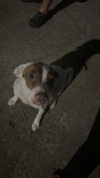 Found/Stray Female Dog last seen Near rocktree Dr, Houston Texas 77040 , Houston, TX 77040