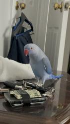 Lost Female Bird last seen Marilyn Blvd, Plainview, NY 11803