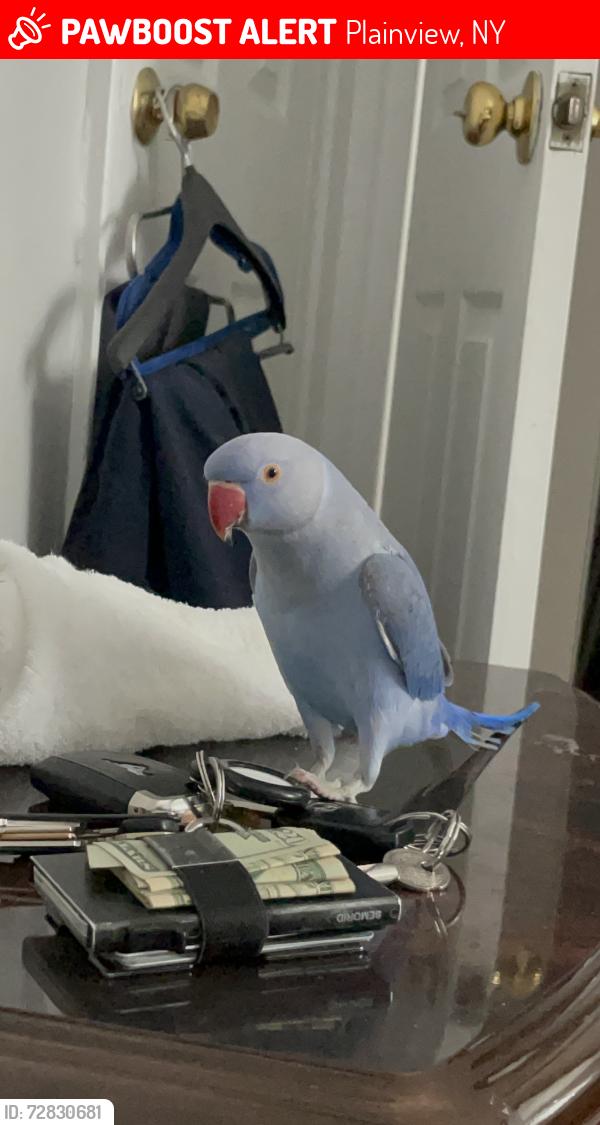 Lost Female Bird last seen Marilyn Blvd, Plainview, NY 11803