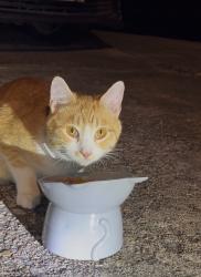 Found/Stray Unknown Cat last seen Champion Forest, Harris County, TX 77379