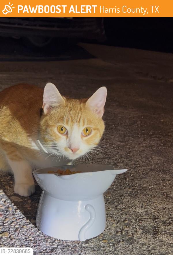 Found/Stray Unknown Cat last seen Champion Forest, Harris County, TX 77379