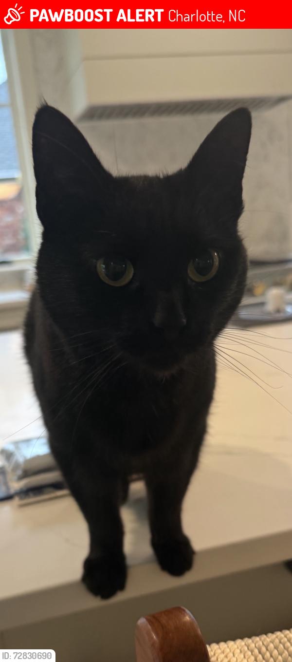 Lost Female Cat last seen Strawberry Hill, Charlotte, NC 28211