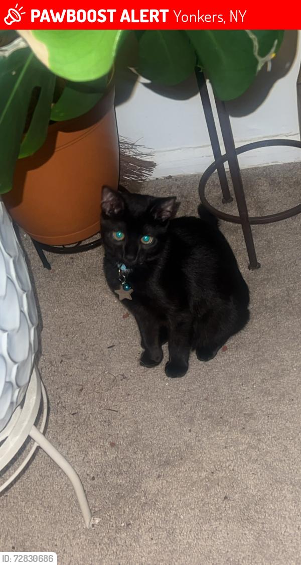 Lost Female Cat last seen Playground behind my . , Yonkers, NY 10710