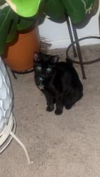 Lost Female Cat last seen Playground behind my . , Yonkers, NY 10710