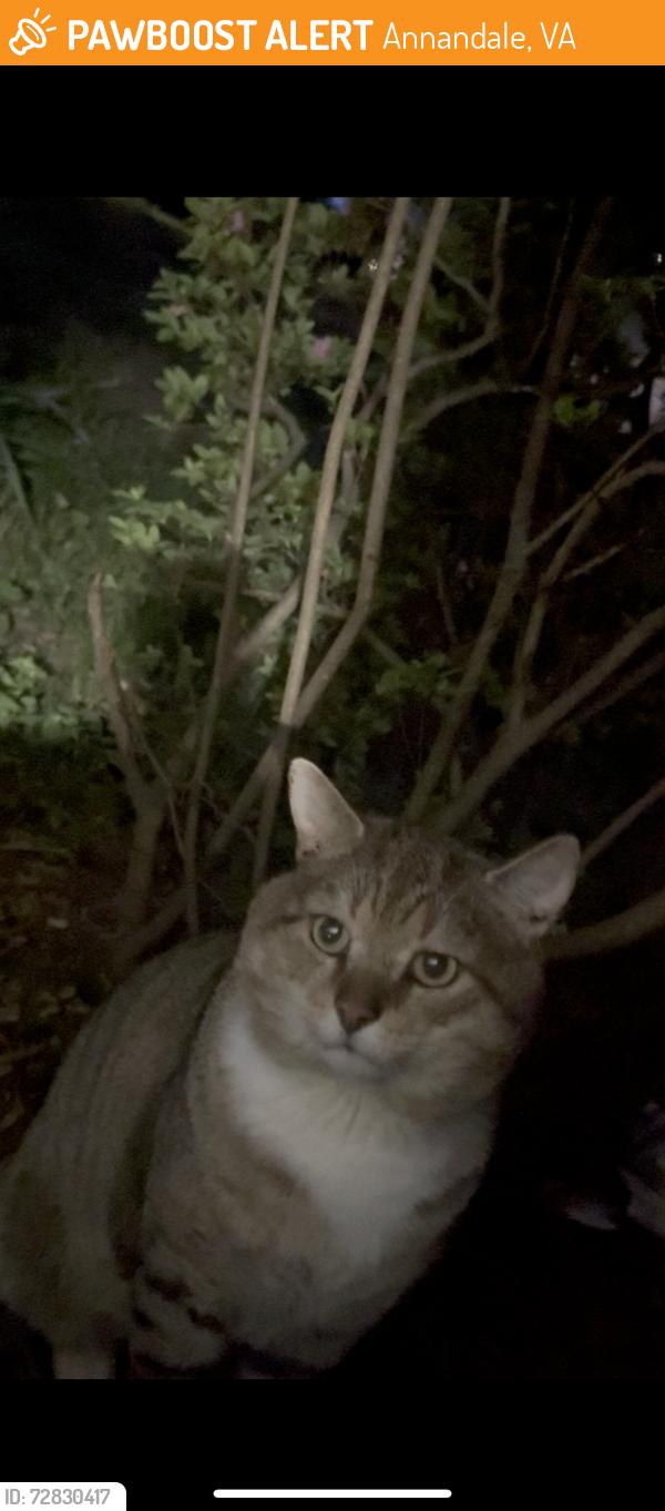 Found/Stray Unknown Cat last seen Near heritage dr, Annandale, VA 22003