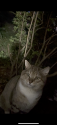 Found/Stray Unknown Cat last seen Near heritage dr, Annandale, VA 22003