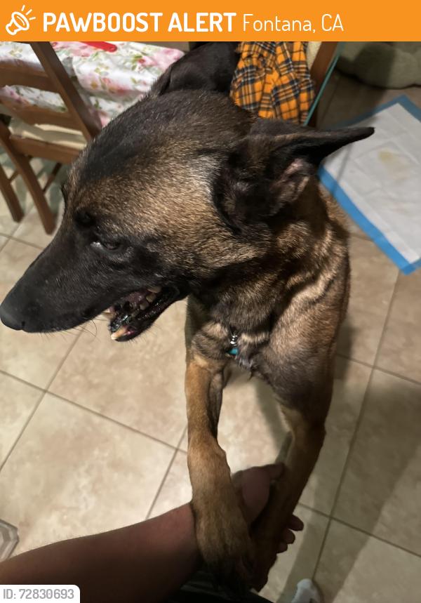 Found/Stray Female Dog last seen Summit highschool, Fontana, CA 92336