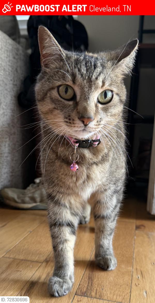 Lost Female Cat last seen Dalton Pike/21st Street area, Cleveland, TN 37311