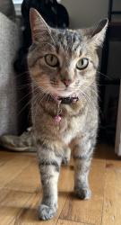 Lost Female Cat last seen Dalton Pike/21st Street area, Cleveland, TN 37311