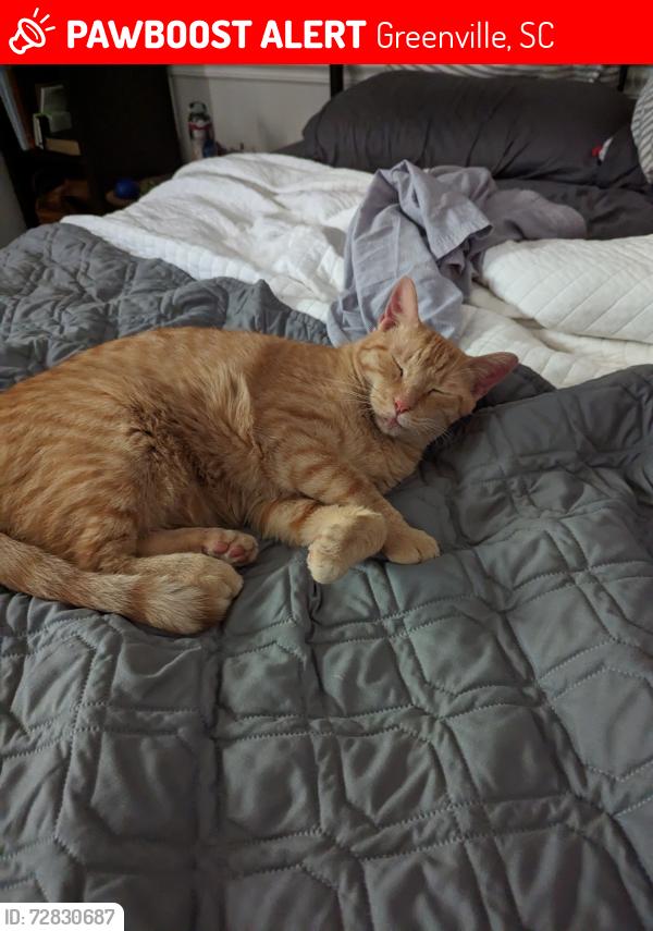 Lost Male Cat last seen Near Wade Hampton High School , Greenville, SC 29609