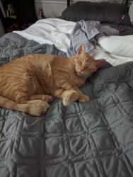 Lost Male Cat last seen Near Wade Hampton High School , Greenville, SC 29609