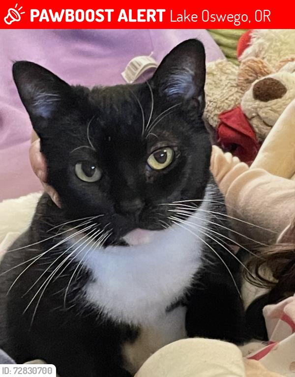 Lost Female Cat last seen Firwood rd and Waluga , Lake Oswego, OR 97035