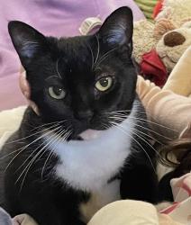 Lost Female Cat last seen Firwood rd and Waluga , Lake Oswego, OR 97035