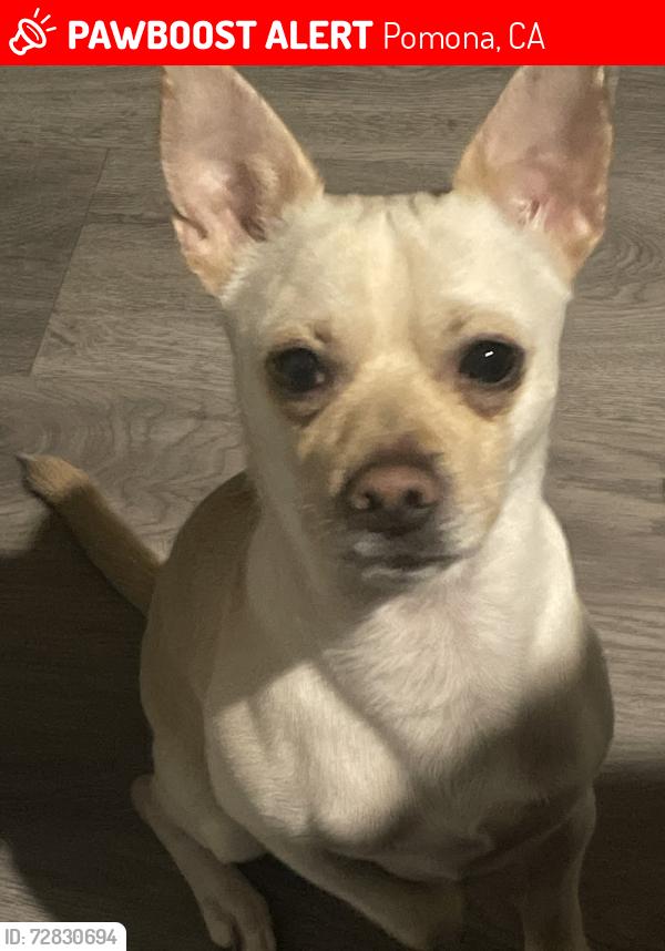Lost Male Dog last seen Lincoln Ave and Claremont place, Pomona, CA 91767
