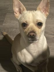 Lost Male Dog last seen Lincoln Ave and Claremont place, Pomona, CA 91767