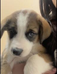 Found/Stray Female Dog last seen ayers avenue, Fort Worth, TX 76105